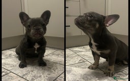 French Bulldog dogs for sale: French bulldogs 2 females remaining  - Advert 1
