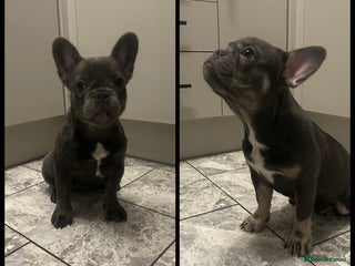 French Bulldog dogs French bulldogs 2 females remaining - Advert 14