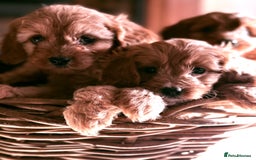 Cavapoo dogs for sale: Beautiful Cavapoo Pups  - Image 4
