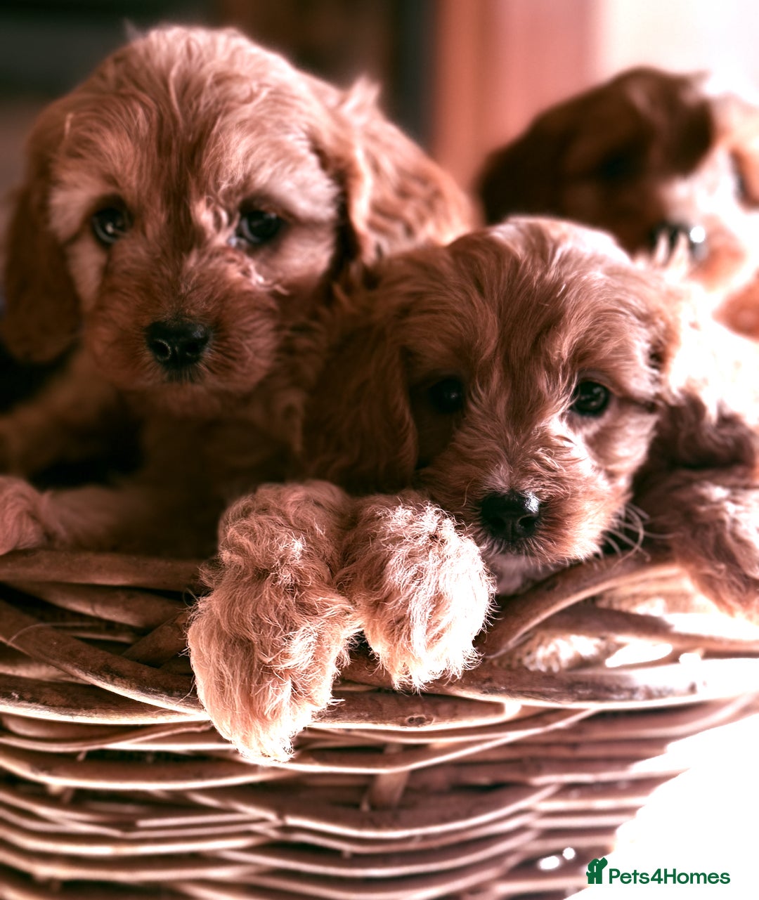 Cavapoo dogs for sale: Beautiful Cavapoo Pups  - Image 4