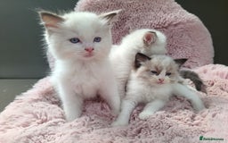 Ragdoll cats for sale: ***Ready Now Ragdoll Boys Ready For New Homes. - Image 9