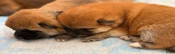 Japanese Shiba Inu dogs for sale: Japanese Shiba Inu Puppies Parents Health Tested - Advert 19