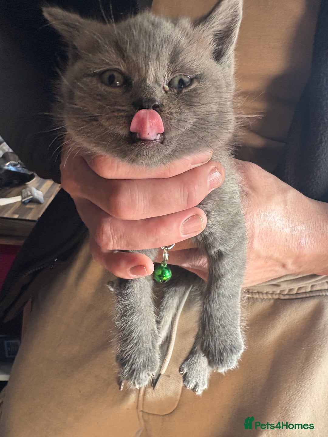 British Shorthair cats for sale: British Shorthair kittens  - Advert 9