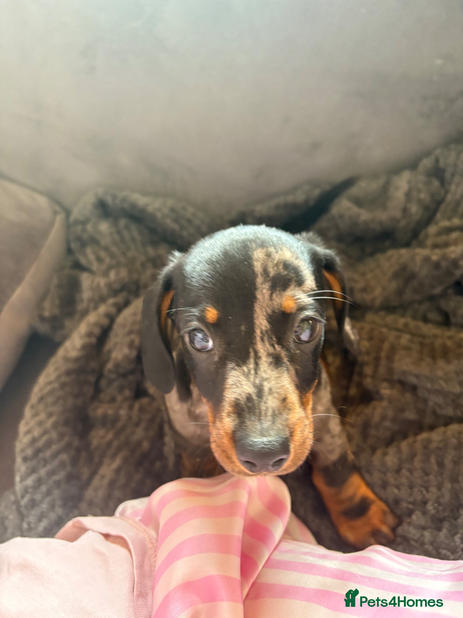 Miniature Dachshund dogs Miniature dachshunds 🐾 REDUCED PRICE⭐️ - Advert 17