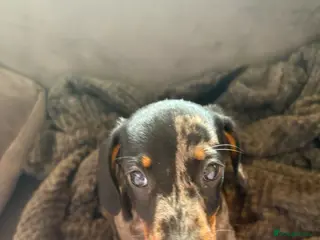 Miniature Dachshund dogs Miniature dachshunds 🐾 REDUCED PRICE⭐️ - Advert 17