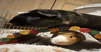 Guinea Pig rodents - Advert 5