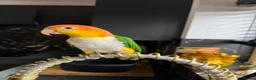 Parrots birds for sale: Caique yellow thighed - Advert 5
