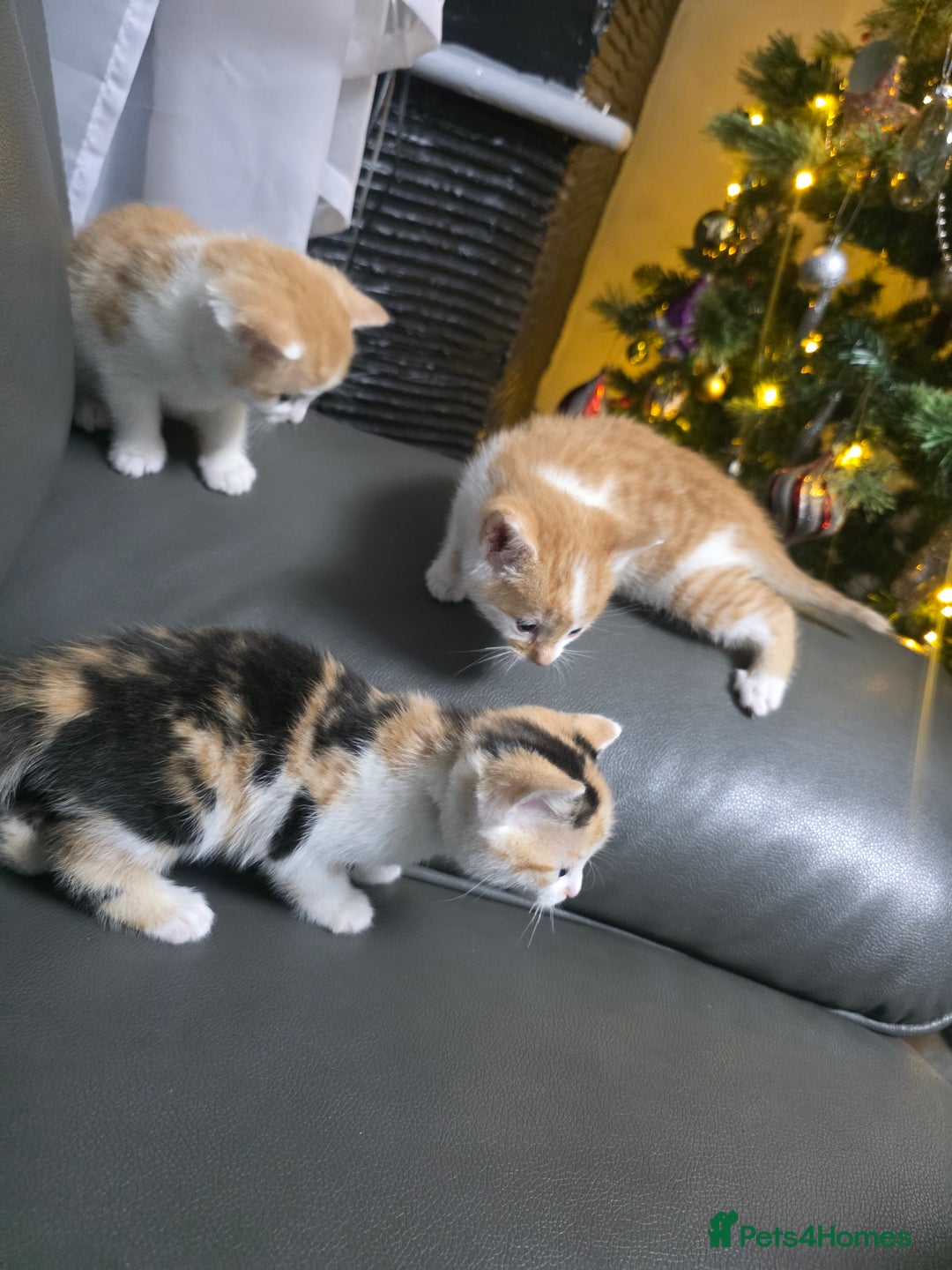 Mixed Breed cats for sale: Beautifull Kittens ready to go  - Advert 12