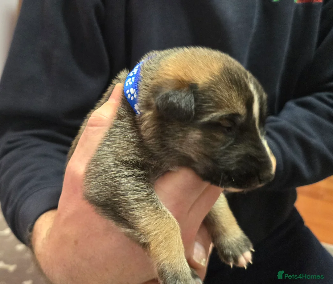 Mixed Breed dogs for sale: Cross between gsd/whippet/Huskey - Advert 11