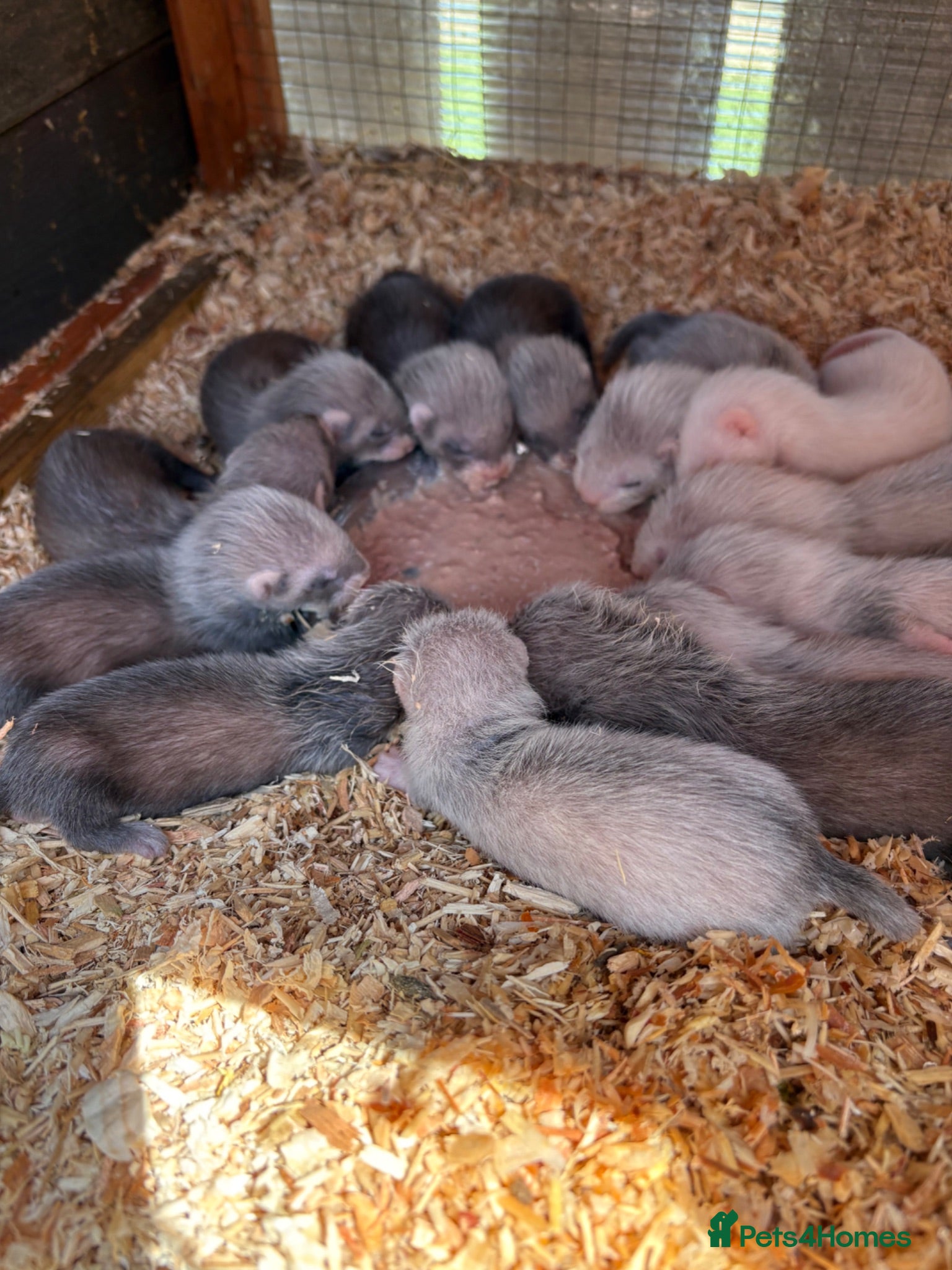 Ferret rodents Kits hobs and Jill’s  - Advert 5
