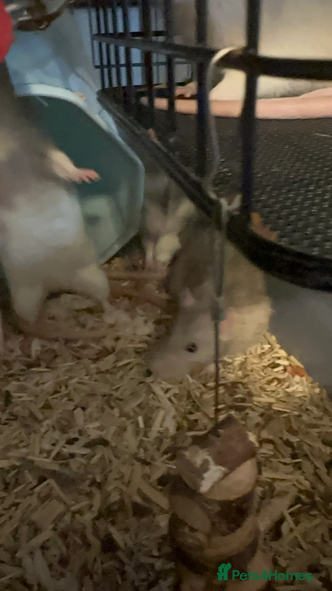 Rat rodents for sale: 5 male Fancy Rats 6 months old - Advert 7