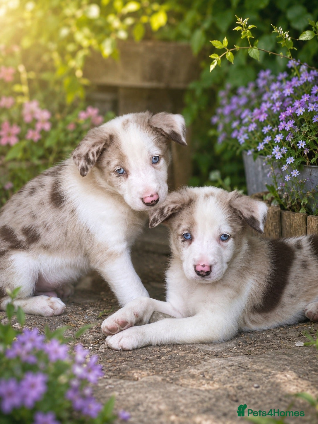 Border Collie dogs Border Collie Puppies *red Merle boy available* - Advert 17