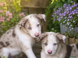 Border Collie dogs Border Collie Puppies *red Merle boy available* - Advert 1