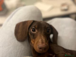 Dachshund dogs Chocolate tri dachshund - Advert 18