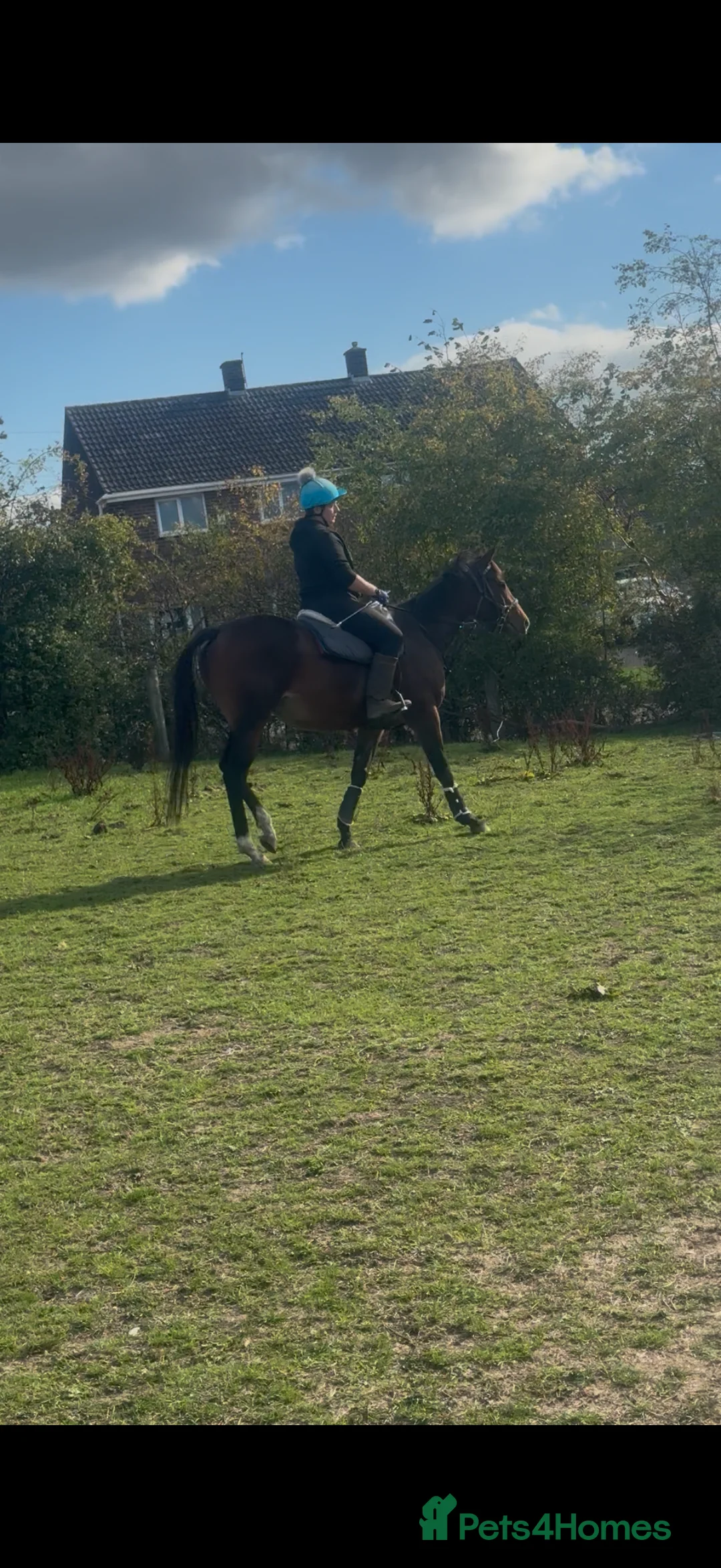 English Thoroughbred horses for sale: 15.2hh bay mare, rising 4 - Advert 2