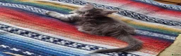Maine Coon cats for sale: Classic Tabby Maine Coon Kittens  - Advert 2