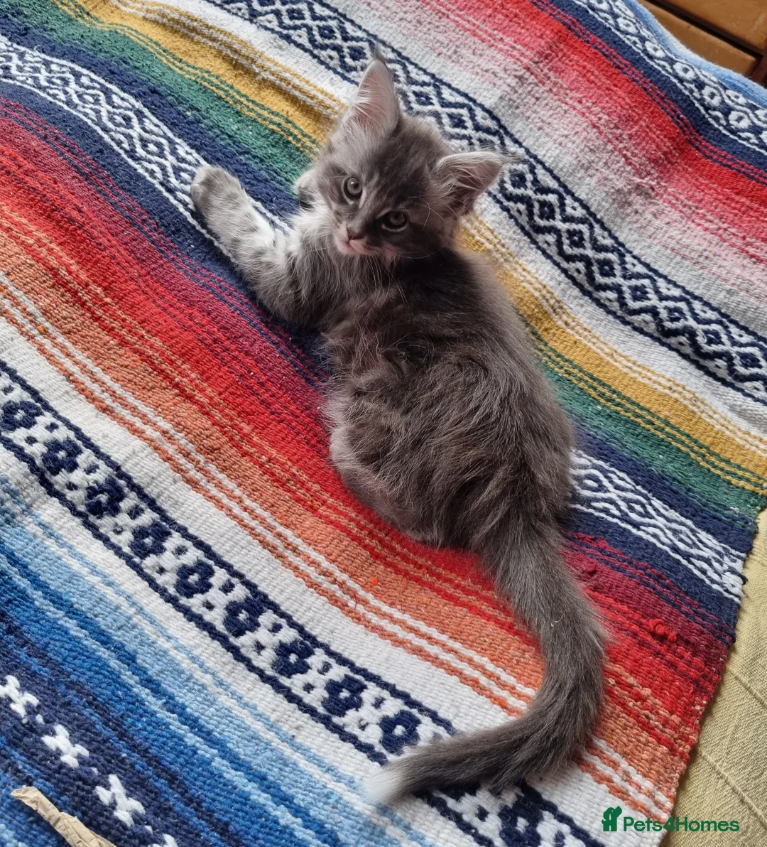 Maine Coon cats for sale: Classic Tabby Maine Coon Kittens  - Advert 2