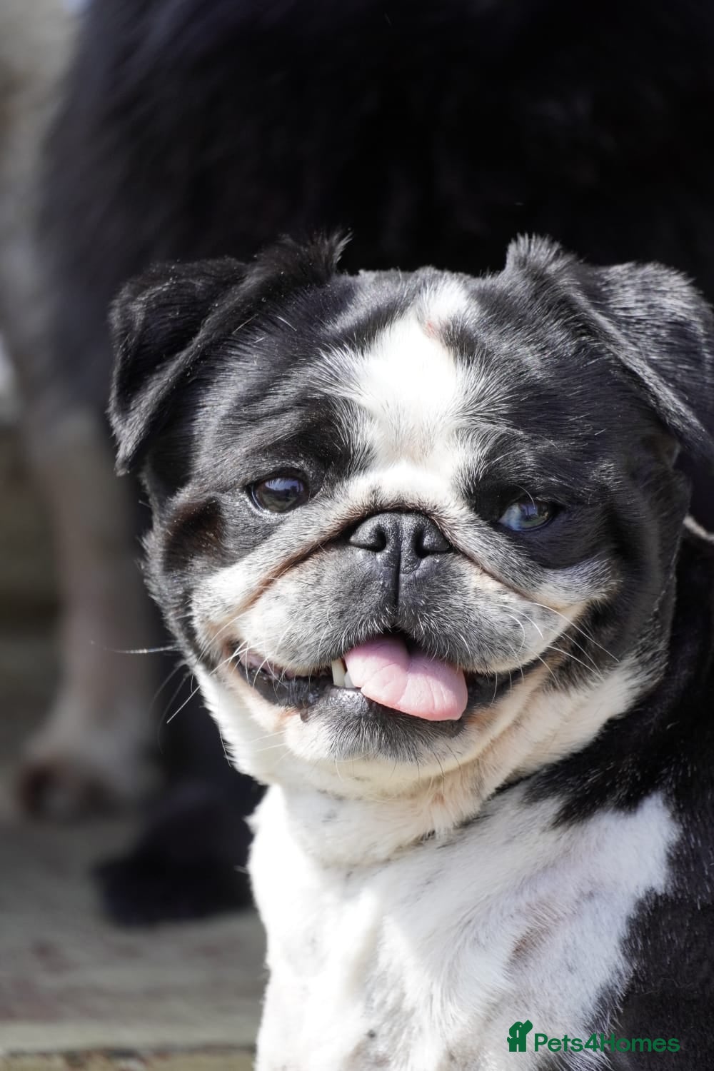 Pug dogs 5 Fluffy Panda/Black Pug Boys Await Loving Homes - Advert 5