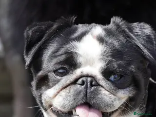 Pug dogs 5 Fluffy Panda/Black Pug Boys Await Loving Homes - Advert 5