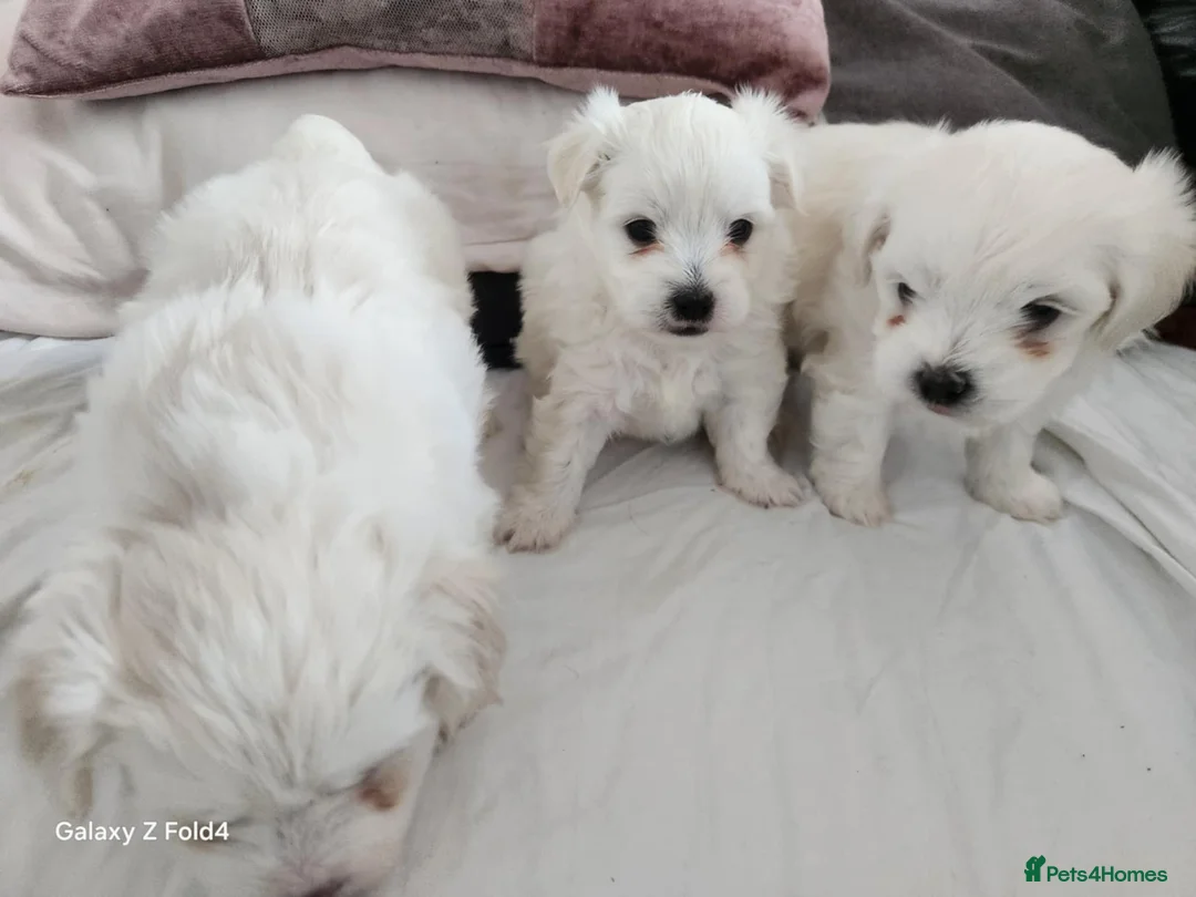 Bichon Frise dogs for sale: 3 adorable boys  - Advert 5