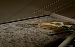 English Bulldog dogs for sale: Stunning bulldog  - Advert 3