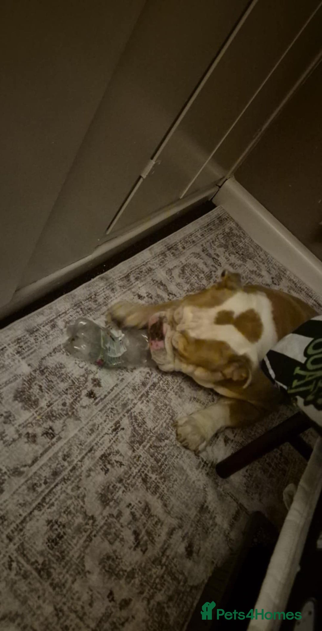 English Bulldog dogs for sale: Stunning bulldog  - Advert 3