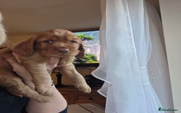 Cocker Spaniel dogs for sale: Beautiful and sweet puppy😊 - Image 8