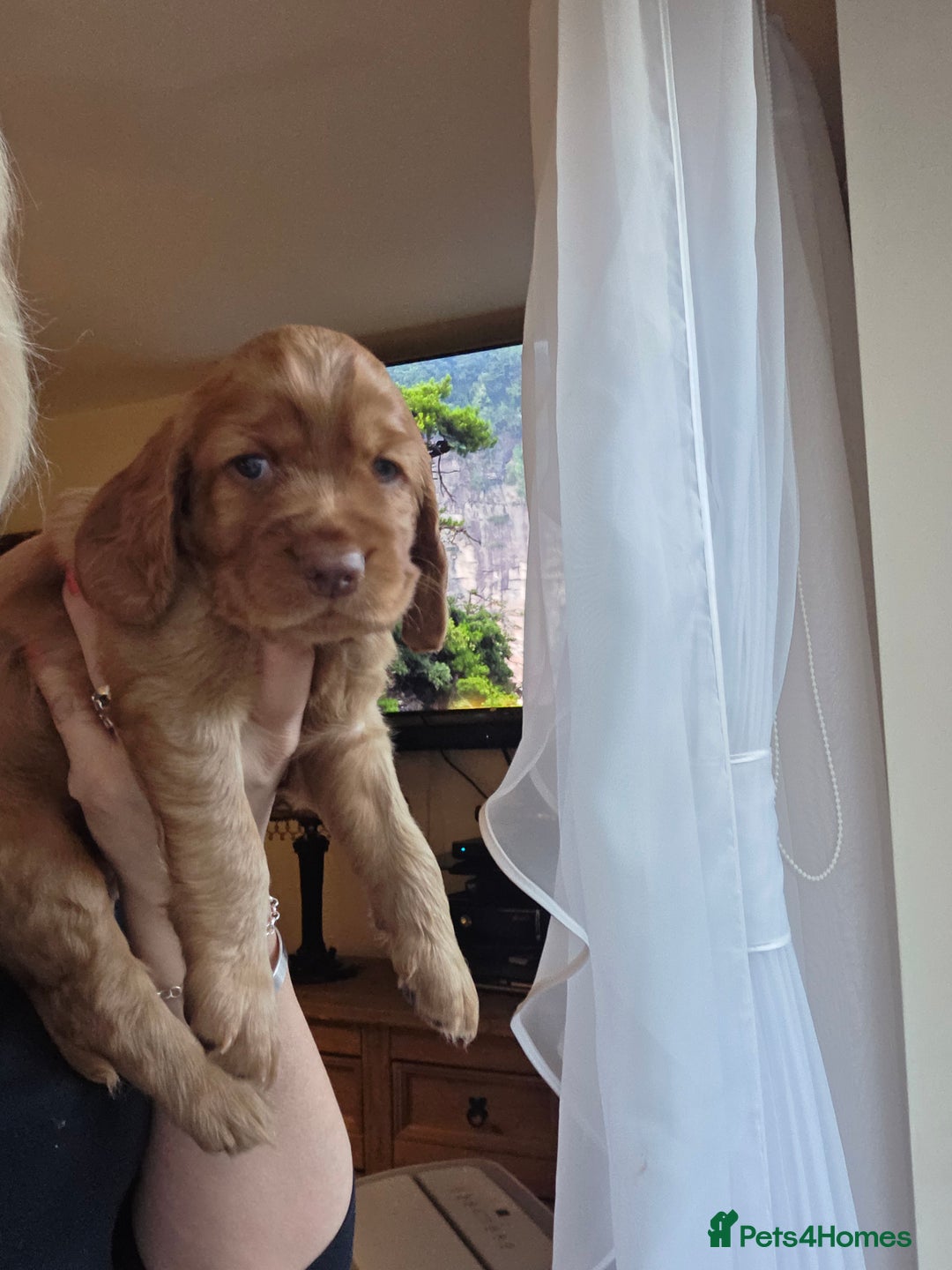 Cocker Spaniel dogs for sale: Beautiful and sweet puppy😊 - Image 8