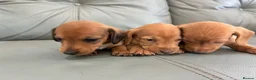 Miniature Dachshund dogs for sale: 🏆💙💖 KC REG 5 STAR BREEDER💙💖🏆CREAM - Advert 11