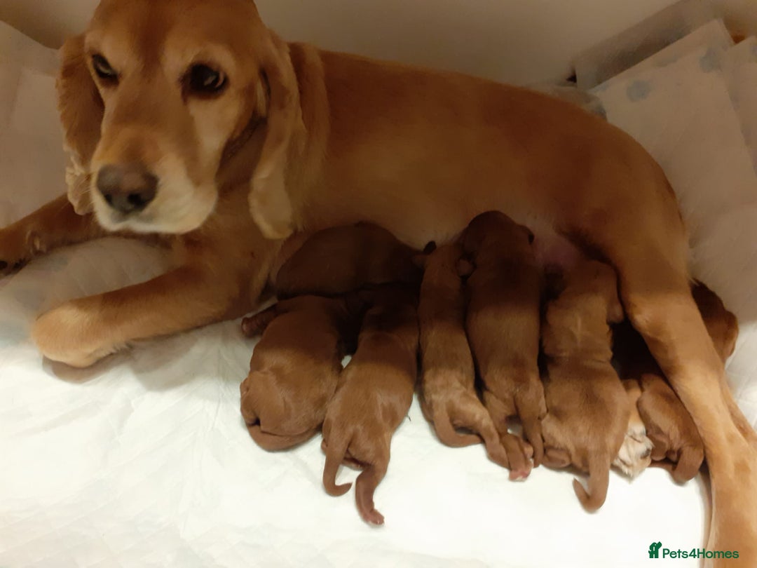 Toy Poodle dogs for stud: Amazing deep dark red. Kc registered dna clear in Porth - Advert 14