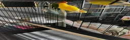 Mixed Breed birds for sale: Female budgies, Love birds and diamond dove in Scunthorpe - Advert 13