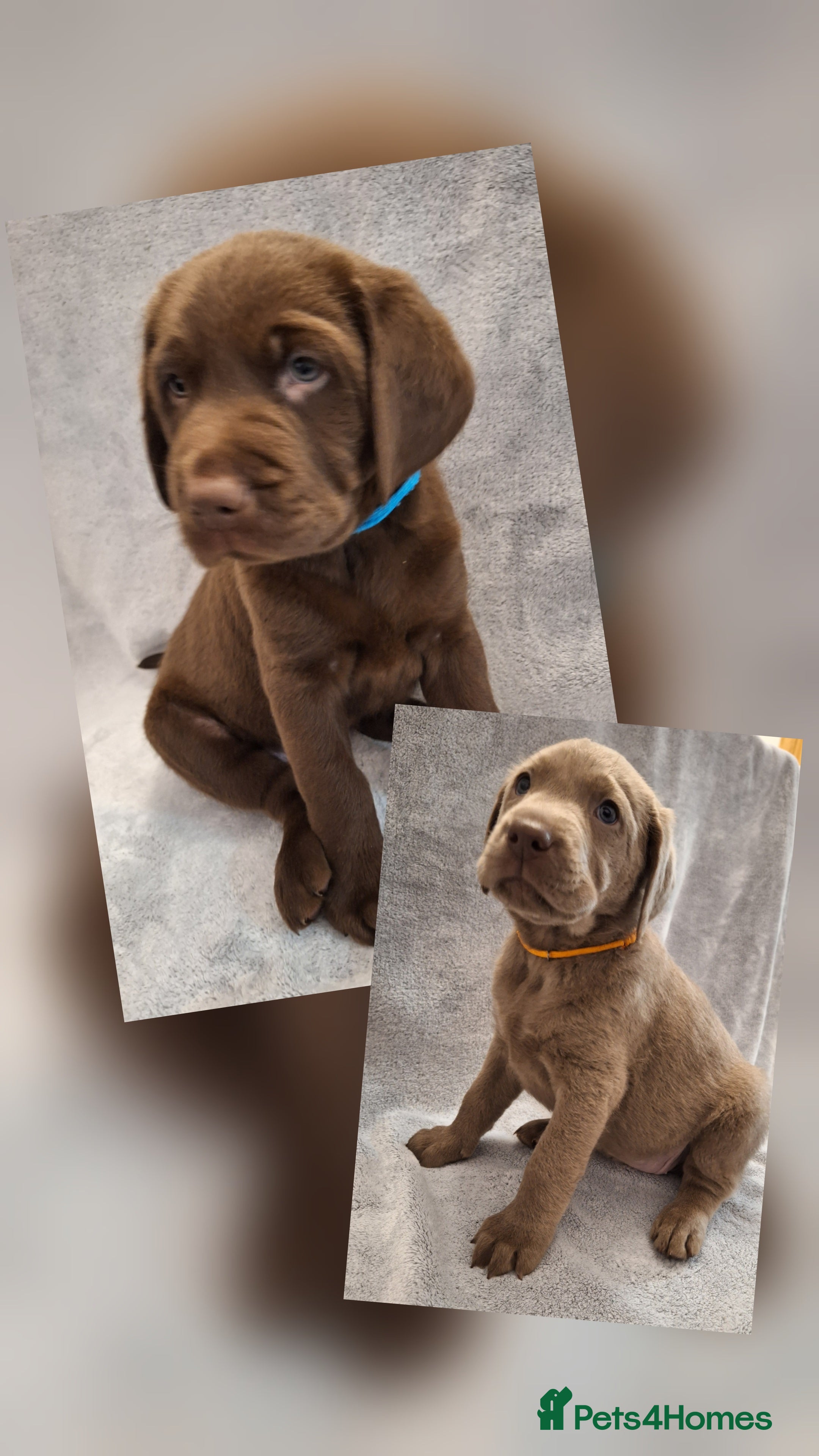 Labrador Retriever dogs  Chunky, healthy Chocolate and Silver puppies!!! - Advert 6