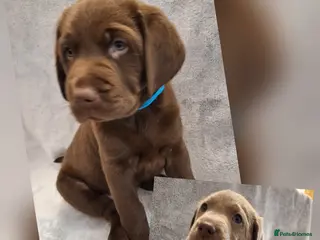 Labrador Retriever dogs Chunky, healthy Chocolate and Silver puppies!!! - Advert 6