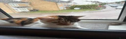 Mixed Breed cats for sale:  ** !!! Polly! MUST go today! in Milton Keynes - Advert 1