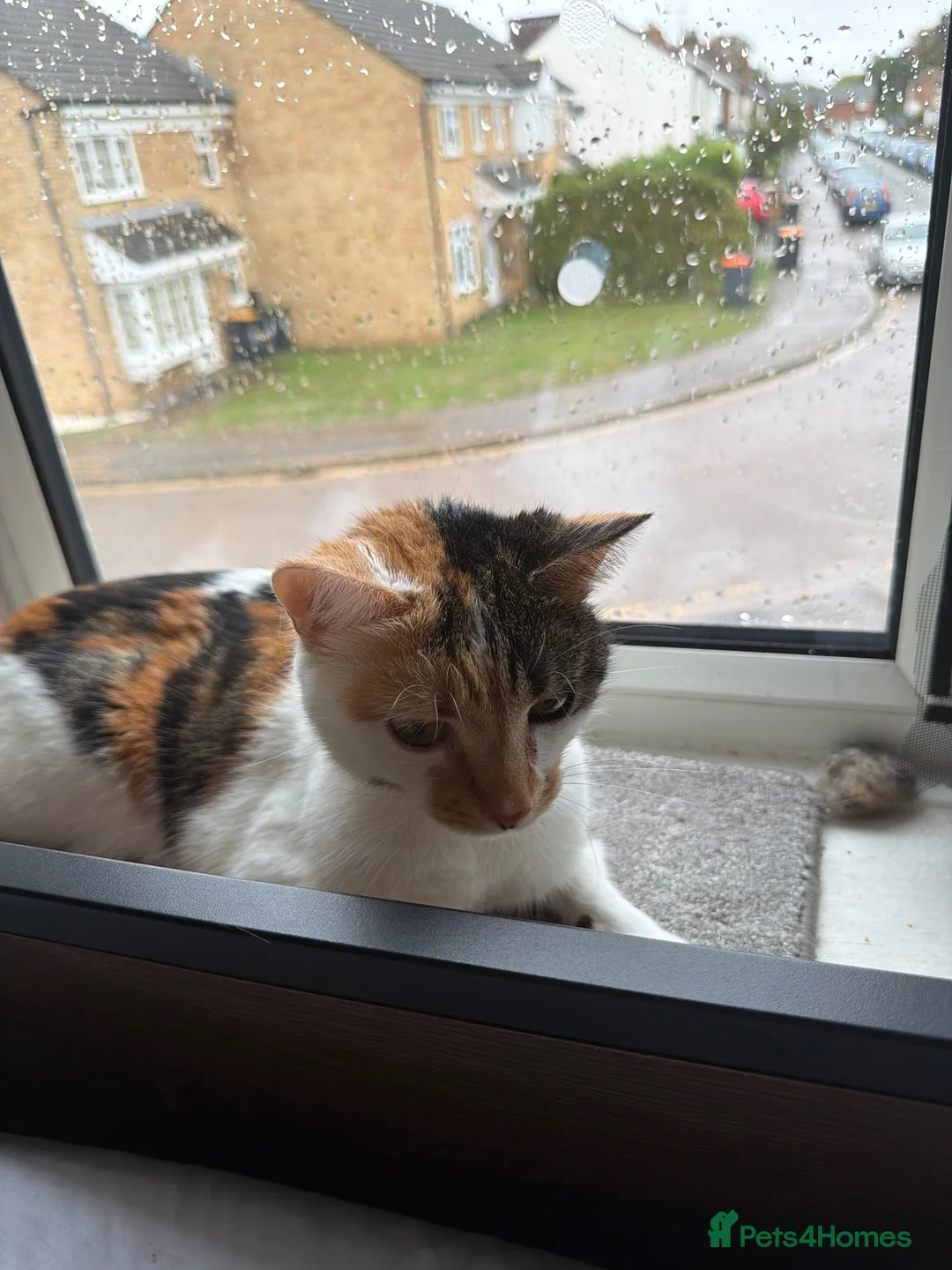 Mixed Breed cats for sale:  ** !!! Polly! MUST go today! in Milton Keynes - Advert 1