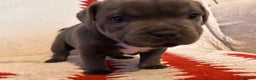 Staffordshire Bull Terrier dogs for sale: Stunning KC Reg 5 gens Blue Staffies - Advert 9