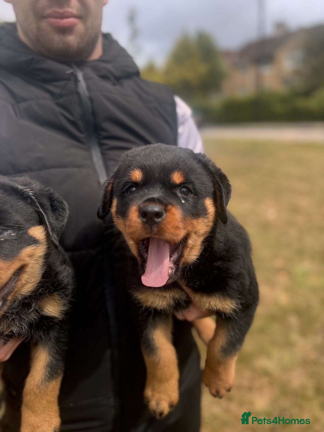 Rottweiler dogs for sale: Female Rottweiler pup for sale  - Image 9