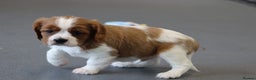 Cavalier King Charles Spaniel dogs for sale: Cavalier King Charles Puppies for sale - Advert 5