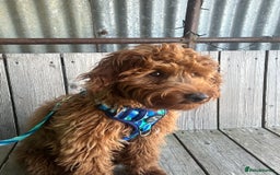 Goldendoodle dogs for sale: Lovely  male golden doodle  - Image 3