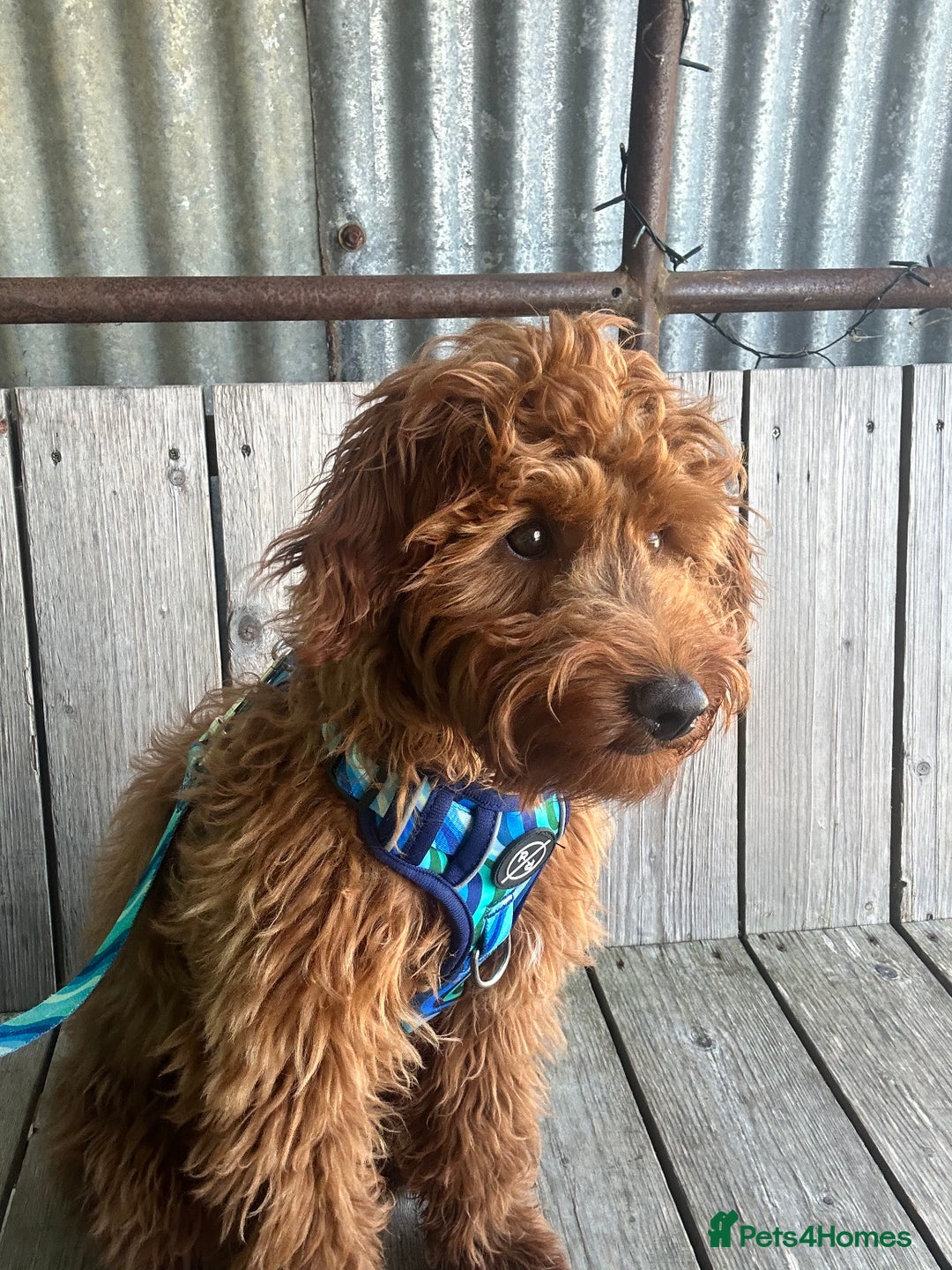 Goldendoodle dogs for sale: Lovely  male golden doodle  - Image 3