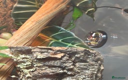 Gecko reptiles for sale: Giant Day Gecko & Set Up Available - Image 4