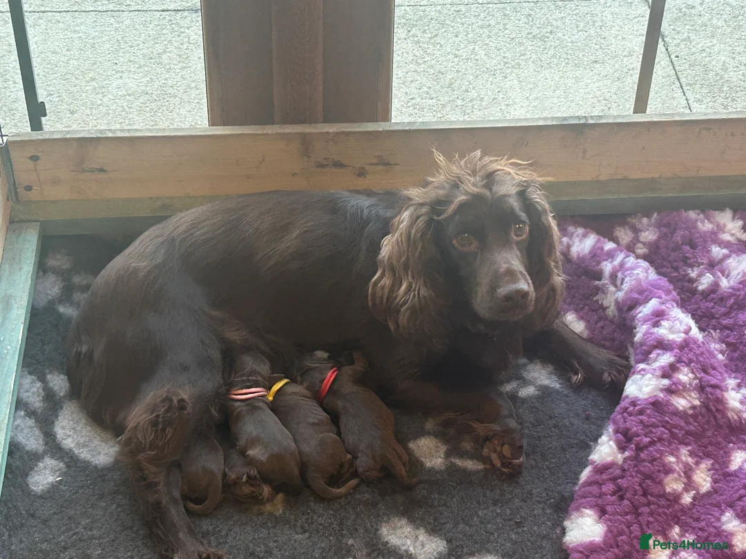 Cocker Spaniel dogs for sale: KC Registered working cocker spaniels  in Peterhead - Advert 1
