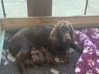 Cocker Spaniel dogs KC Registered working cocker spaniels in Peterhead - Advert 2