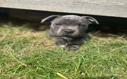 Staffordshire Bull Terrier dogs for sale: Chunky Staffy pups 💕 2 girls left, Ready to leave - Image 19