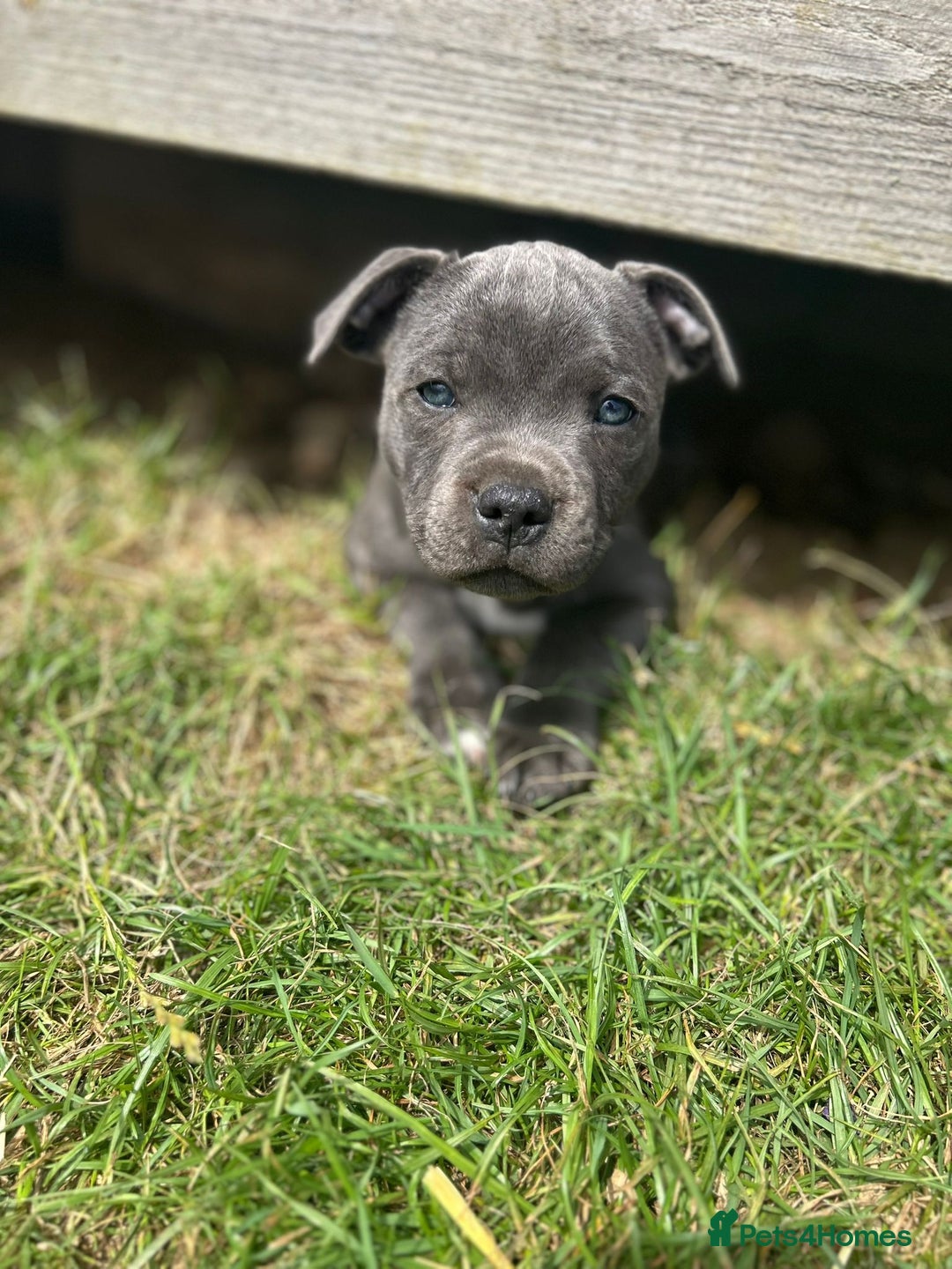 Staffordshire Bull Terrier dogs for sale: Chunky Staffy pups 💕 2 girls left, Ready to leave - Image 19