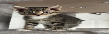 Tabby