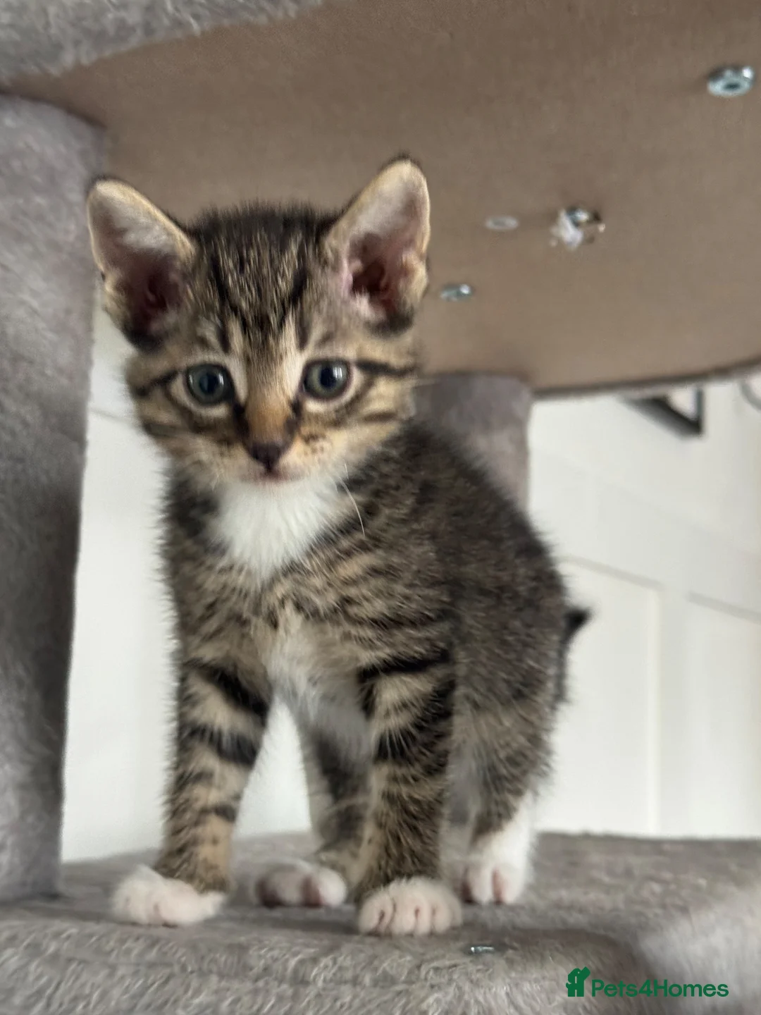 Mixed Breed cats for sale: 4 Kittens looking for a forever home  in Worcester - Advert 2