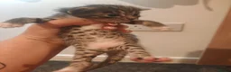 Bengal cats for sale: Adorable Bengal Mix Kittens  in Newmarket - Advert 13