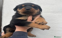 Rottweiler dogs for sale: Outstanding litter of Rotweiller Puppies  - Image 11