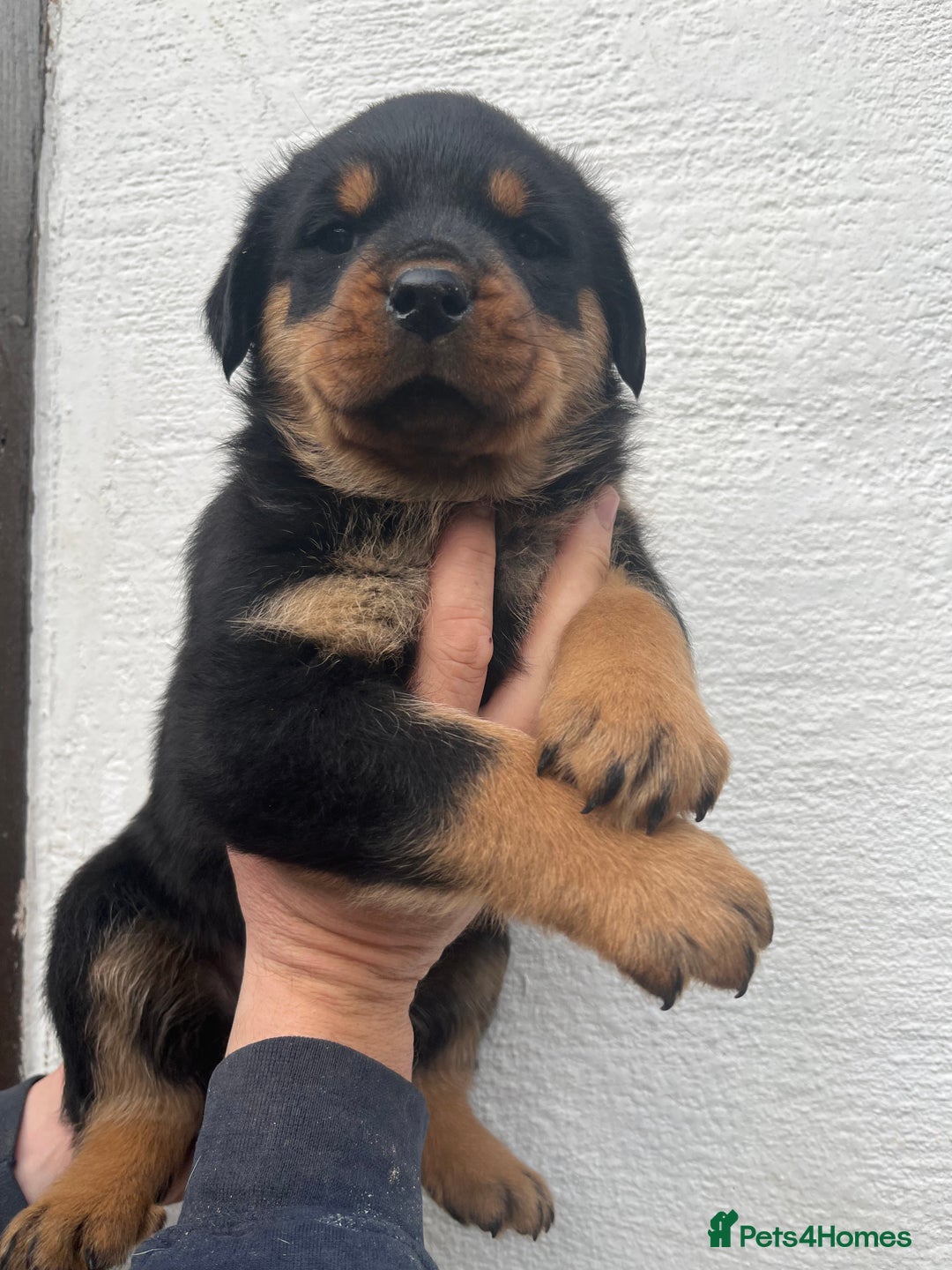 Rottweiler dogs for sale: Outstanding litter of Rotweiller Puppies  - Image 11